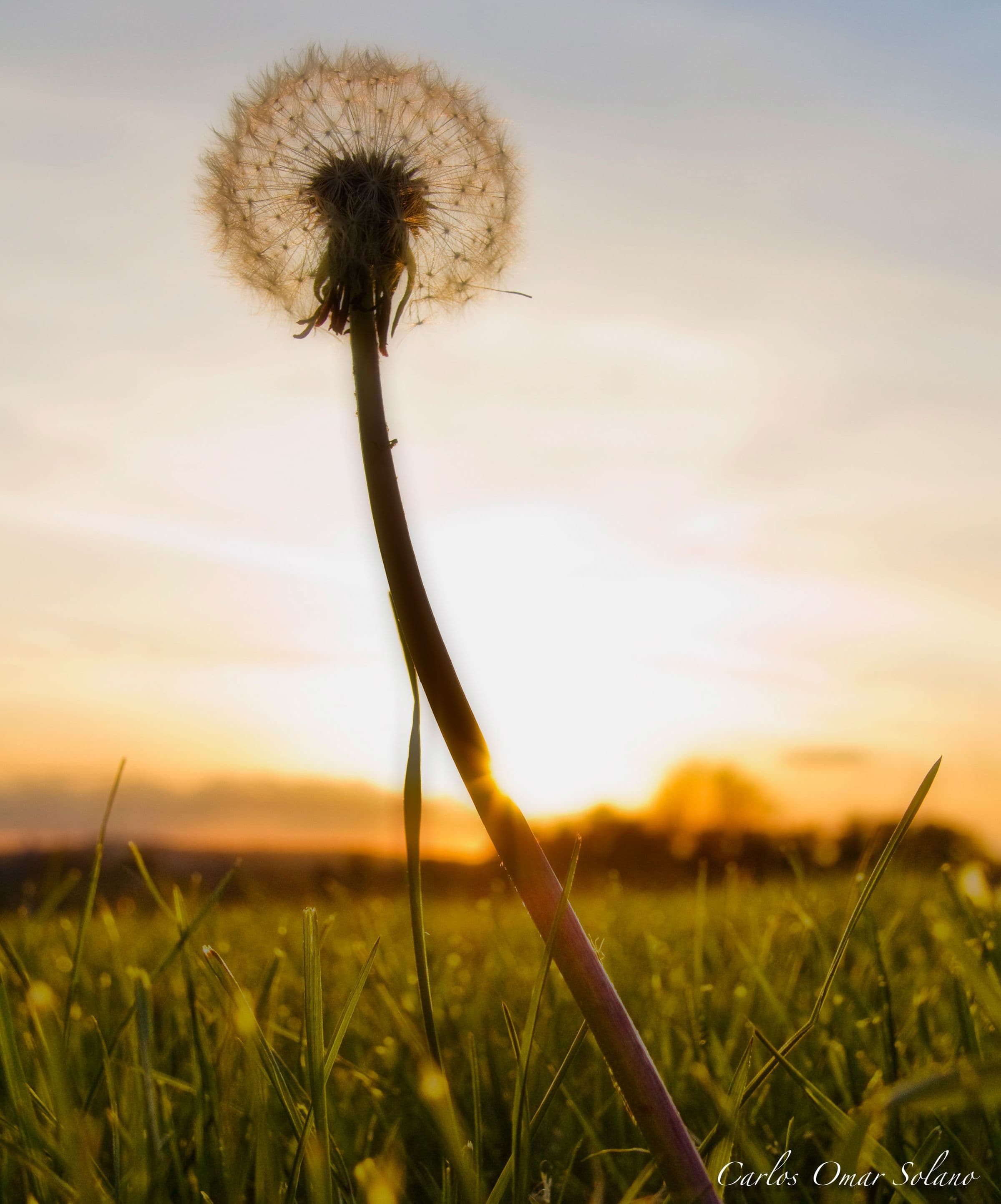 Diente de león al atardecer