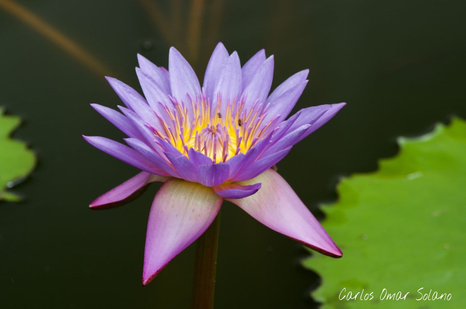 Nenúfar morado