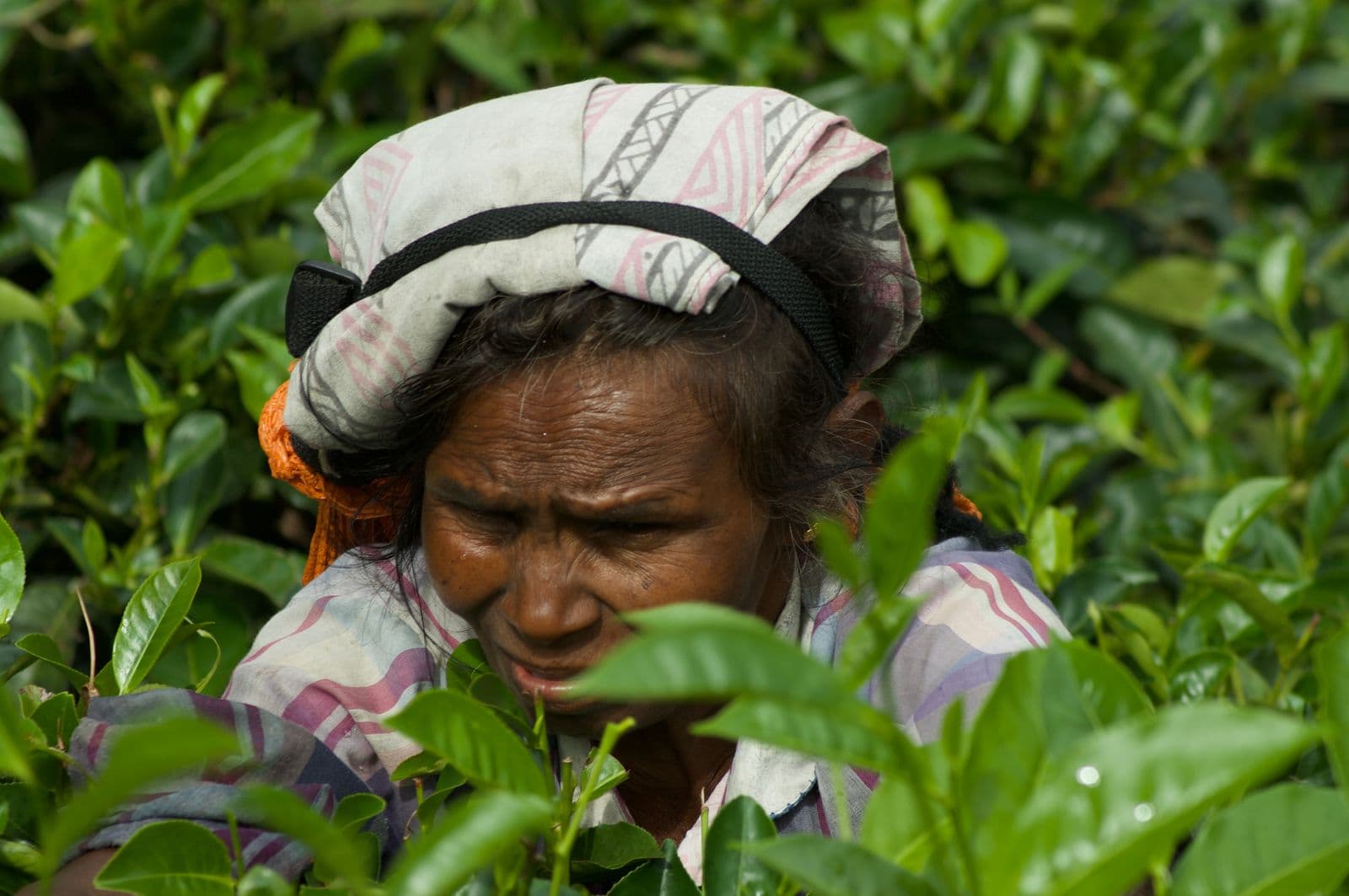 Recolectora de té