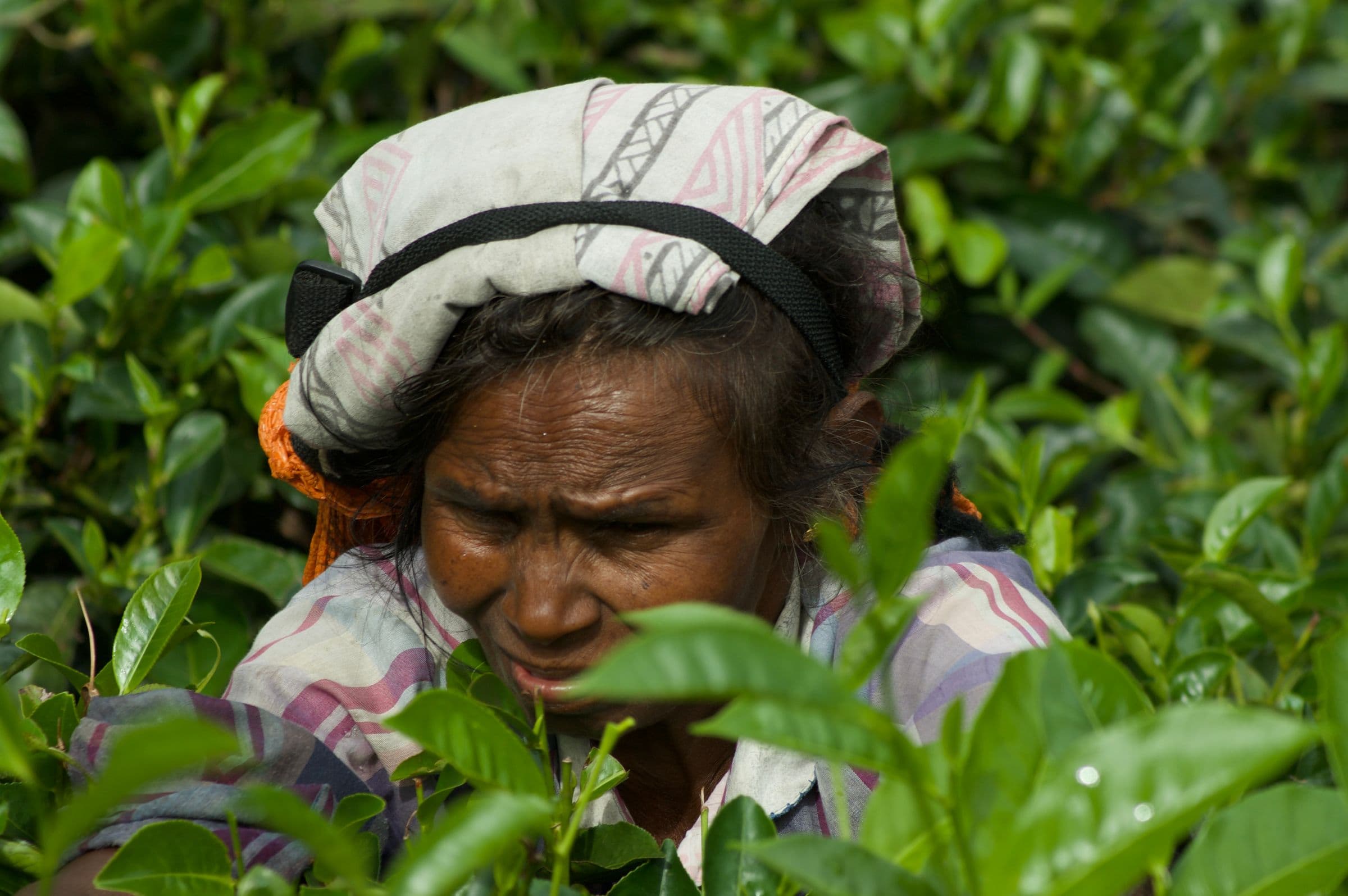 Recolectora de té