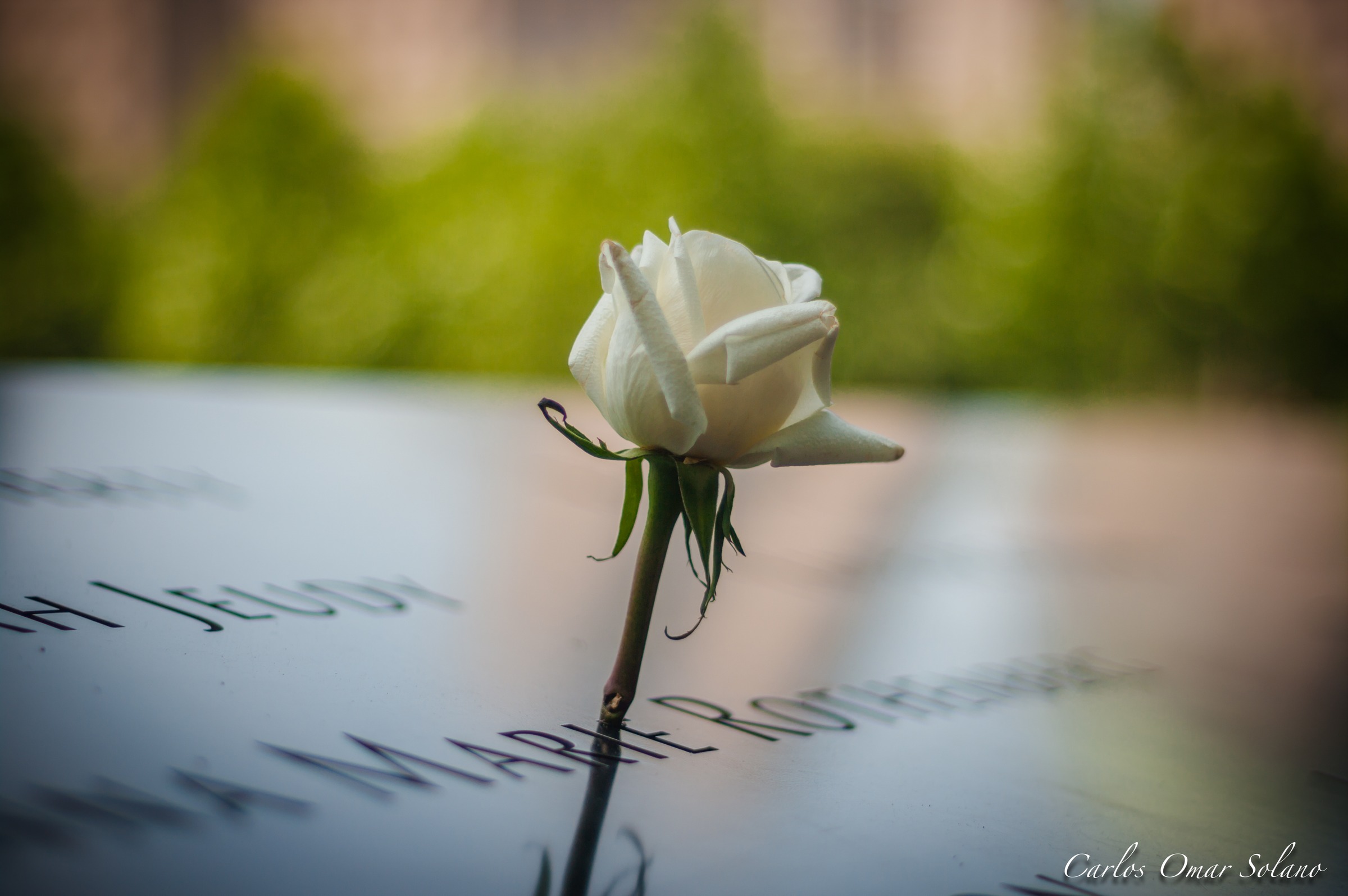 Una rosa en el Memorial del 11-S
